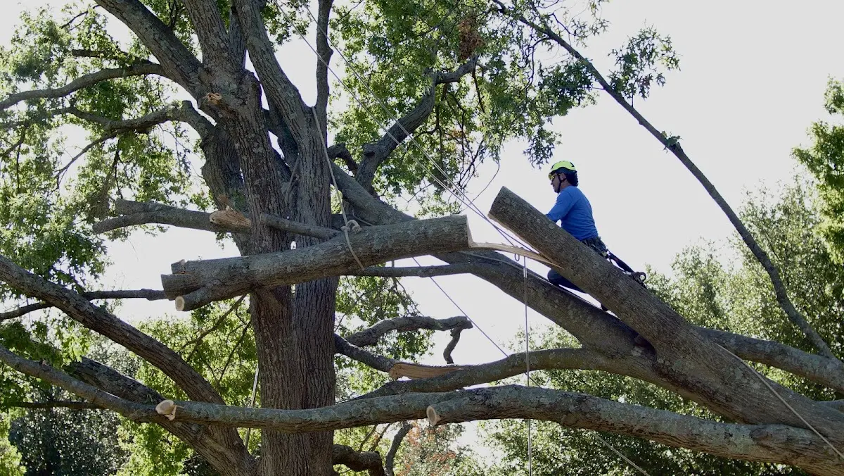 Professional Hazardous Tree Removal performed by certified arborists in New Canton