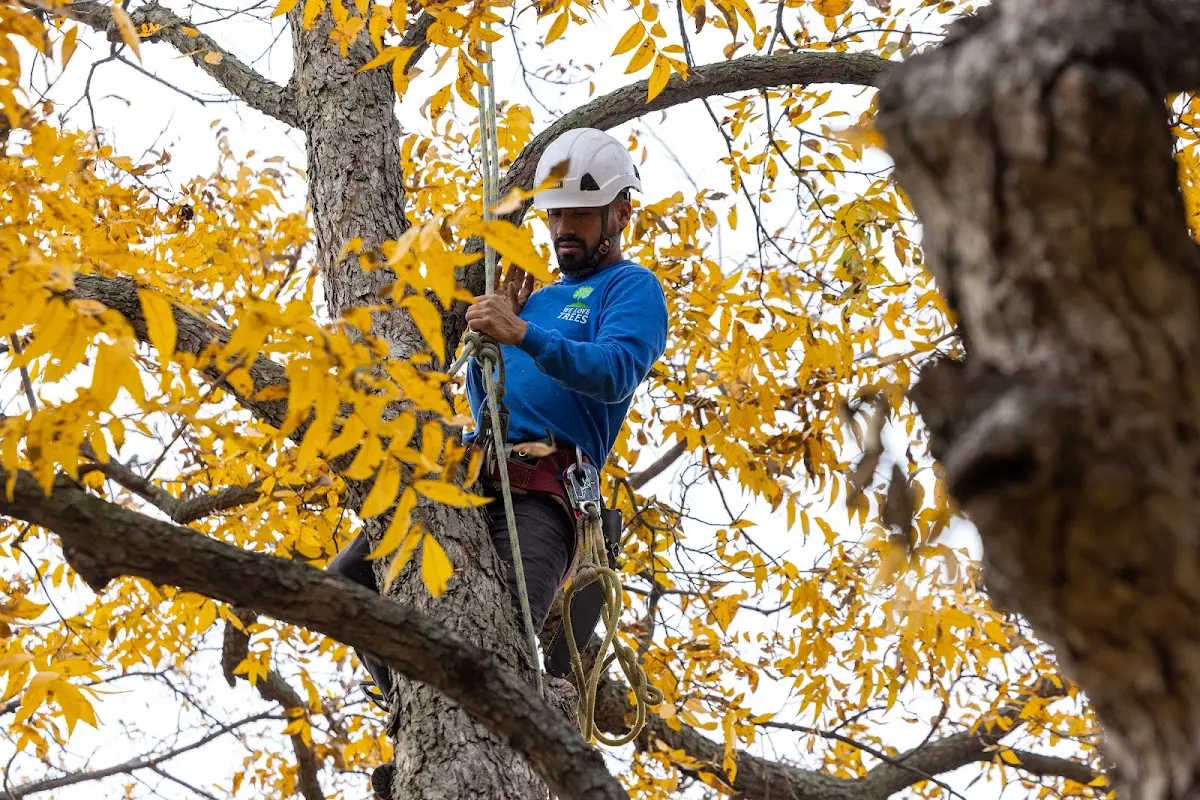 Skilled Storm Damage Cleanup crew working in New Canton